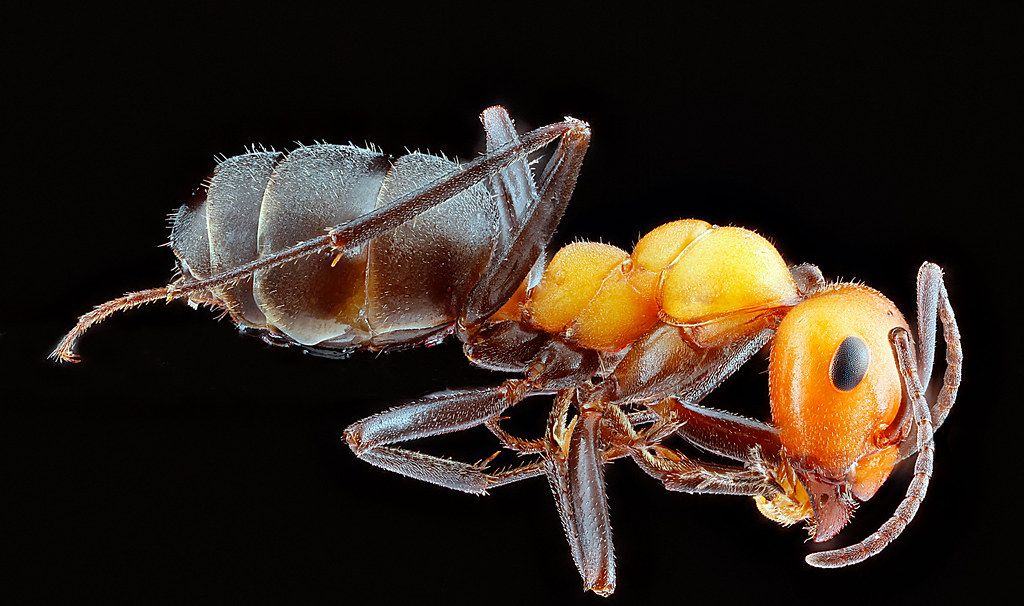 Ant Control service in Colorado Springs, CO