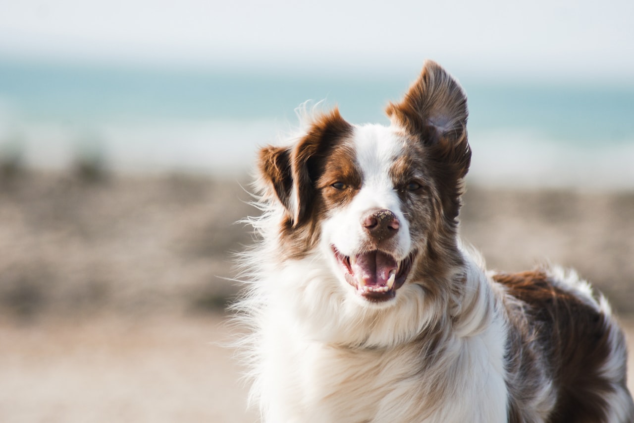 Flea & Tick Control service in Colorado Springs, CO