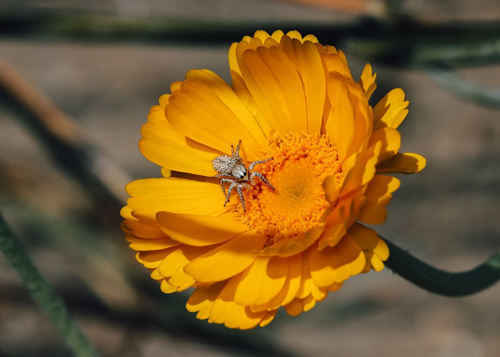 Spider Control service in Colorado Springs, CO